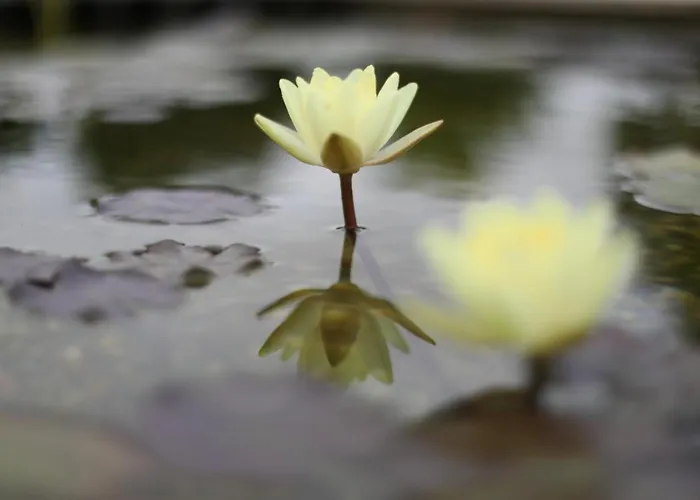 לינה וארוחת בוקר The Far End Surf House - Surf & Yoga Holidays לוריניה